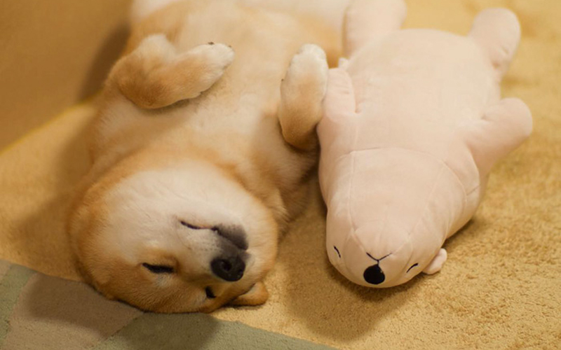 This Dog Keeps Falling Asleep In Same Position As His Favourite Plush Toy