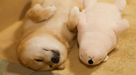This Dog Keeps Falling Asleep In Same Position As His Favourite Plush Toy