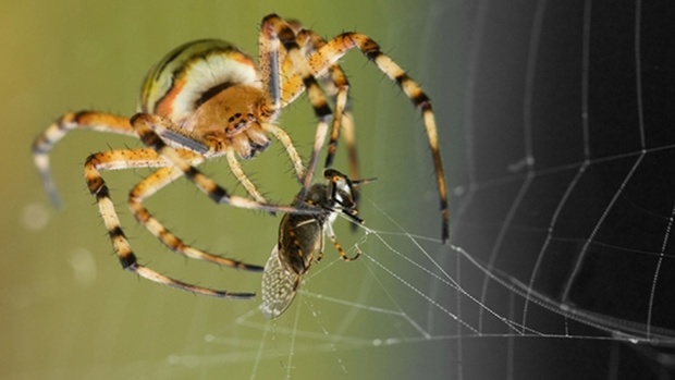 Photo / iStock