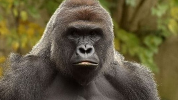 Photo / Cincinnati Zoo