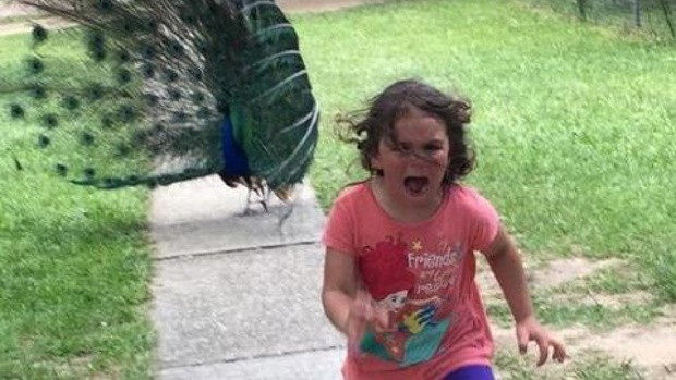 This image of a girl being chased by a peacock has started a new series of Photoshopped memes. Photo / Reddit