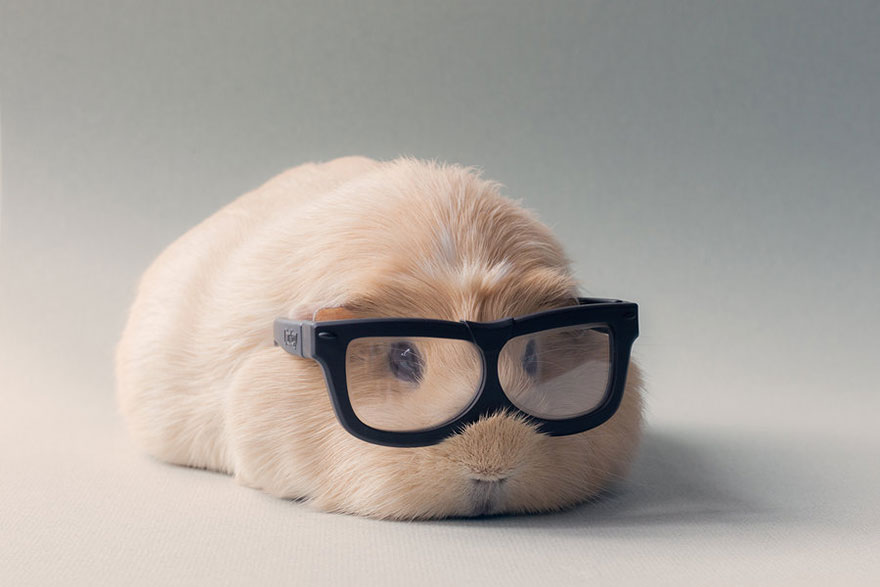 Booboo - The Most Adorable Guinea Pig on the Internet