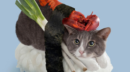 Sushi Cats!