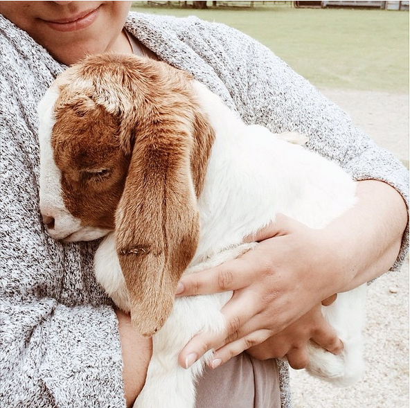 The Cutest Goats You'll See Today!