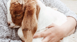 The Cutest Goats You'll See Today!