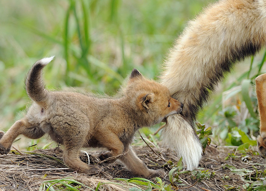 The Cutest Parenting Moments in the Animal Kingdom