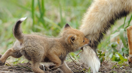 The Cutest Parenting Moments in the Animal Kingdom