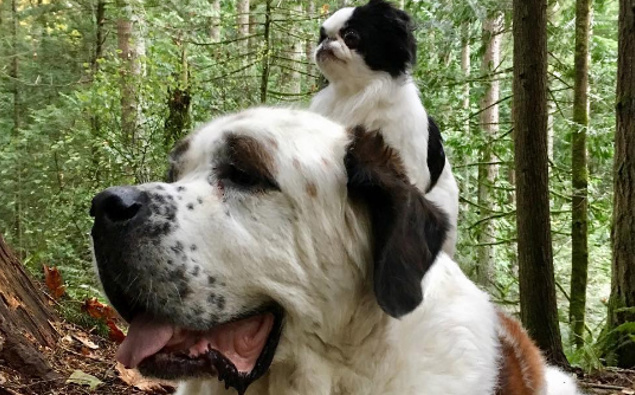 This tiny dog rides around on the back of her best friend: A giant ...