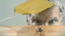 Cheap, easy life hacks guaranteed to repel flies