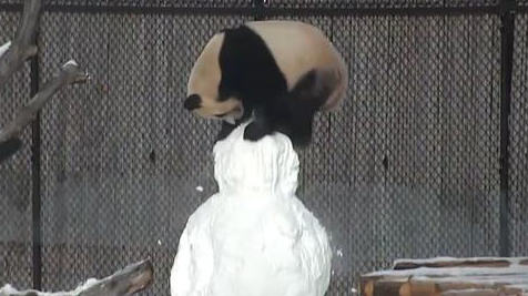 Zookeepers build panda a snowman, what happens next is adorable