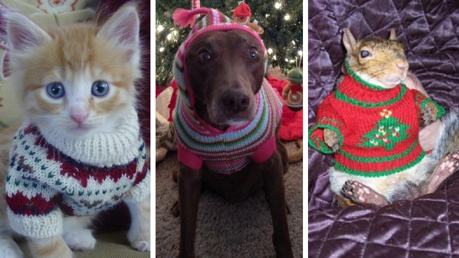 These animals wearing Christmas jumpers are too cute