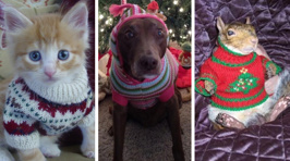 These animals wearing Christmas jumpers are too cute