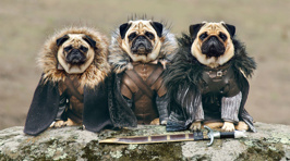 The Famous Pugs of Westeros