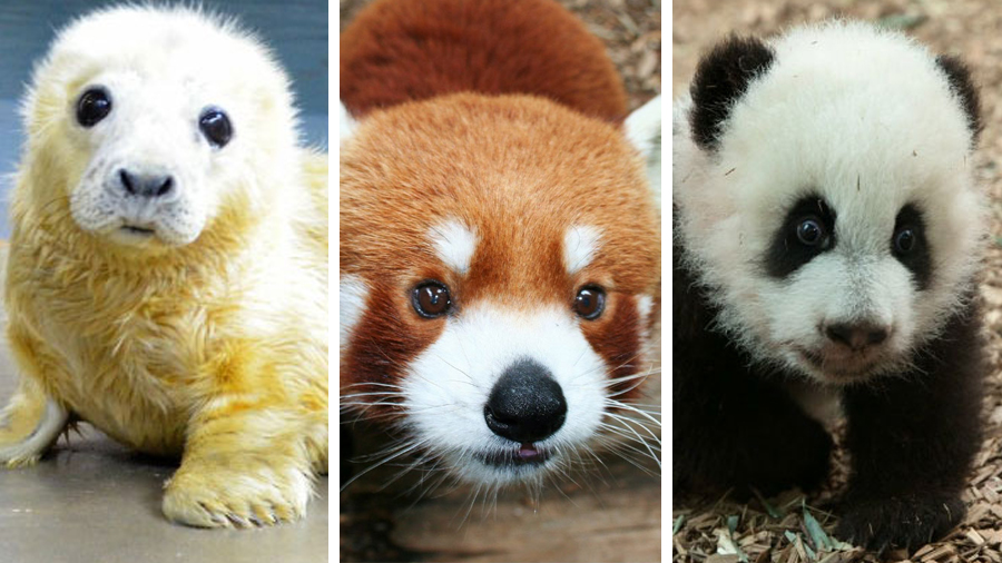 Zoos get into Twitter battle over who has the most adorable animal