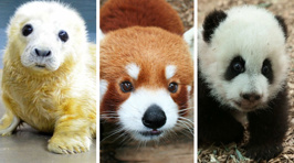 Zoos get into Twitter battle over who has the most adorable animal