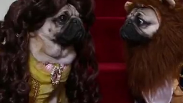 Photo / Doug the pug Facebook