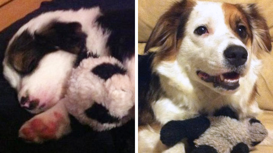 These pets may be all grown up but they still love their childhood toys