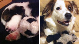These pets may be all grown up but they still love their childhood toys