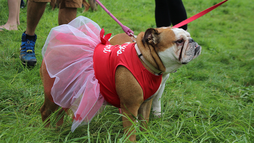The Big Dog Walk with Lots of Dogs