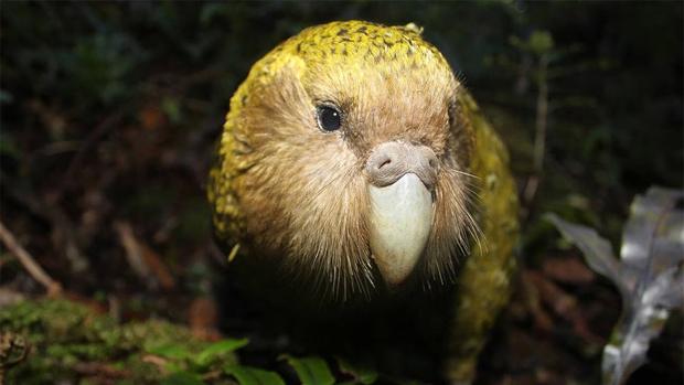 Kakapo - twice winner of Bird of the Year.