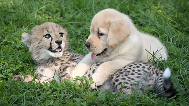 Photo / Columbus Zoo