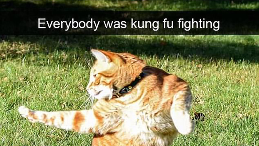 These hilarious cat snaps will be sure to make you giggle