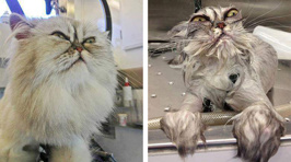 Owners share hilarious pics of pets before and after bathtime