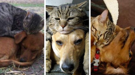 These adorable cats ditch their beds to curl up with their canine pals