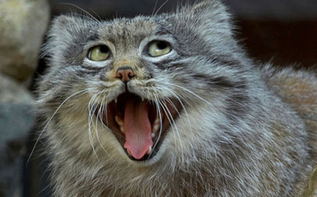 Pallas's Cat is the Greatest Animal Ever