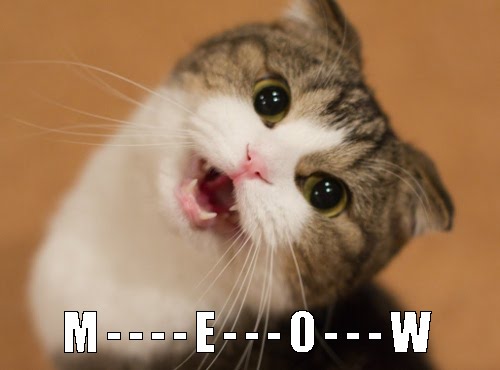 Couple Communicate Like Cats