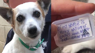 Roxy was found in the Howick area wearing this tag. Photo / Facebook