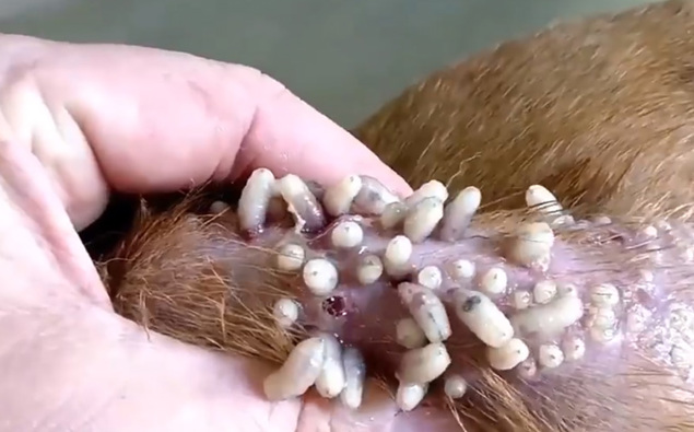 Disturbing Video Of Dog Having Mango Worms Removed Will Shock You