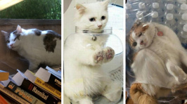 This collection of cats getting stuck in funny places will make your day