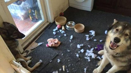 Owners share hilarious photos of their adorable pets behaving badly
