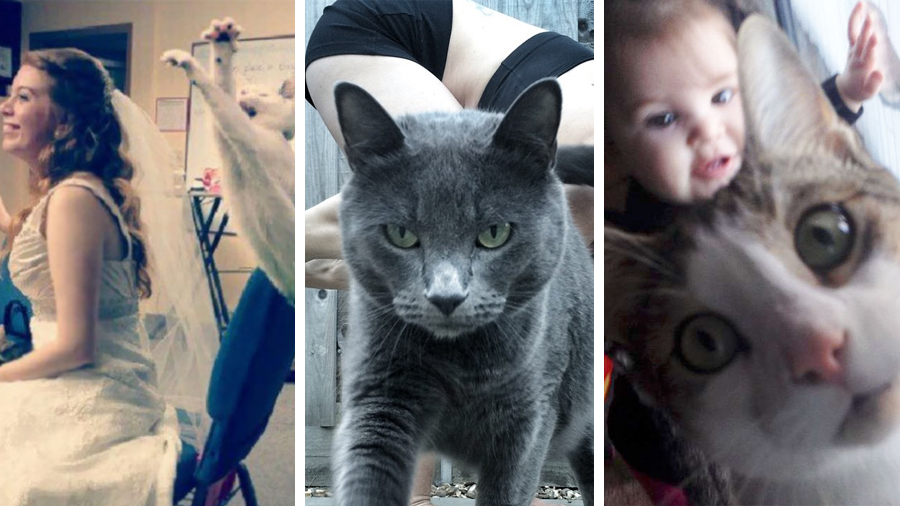 These hilarious snaps of photobombing cats will make your day