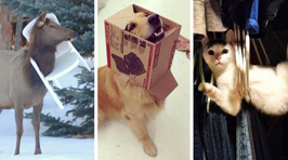 Owners snap their pets caught in very precarious places and it's too funny