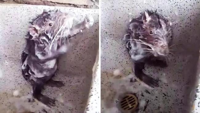 Incredible footage shows a rat showering itself like a human!