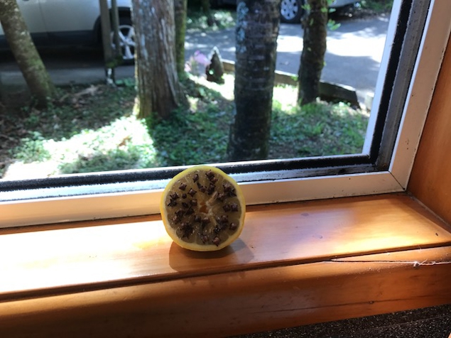 Sit on window sills and in doorways apparently