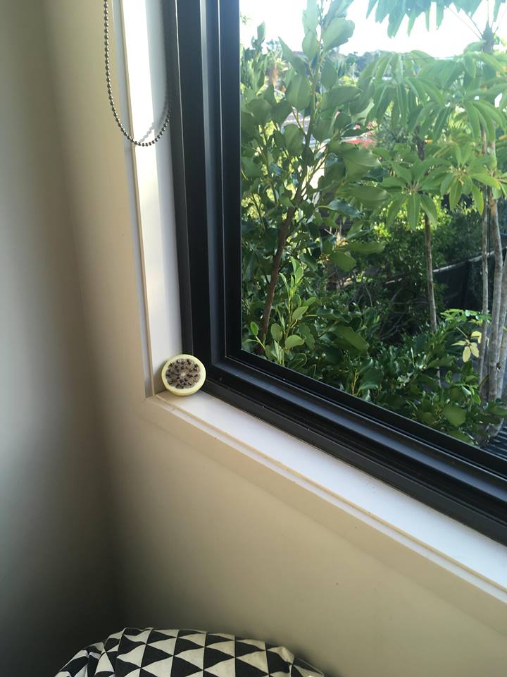 Sitting in window sills, definitely less flies inside