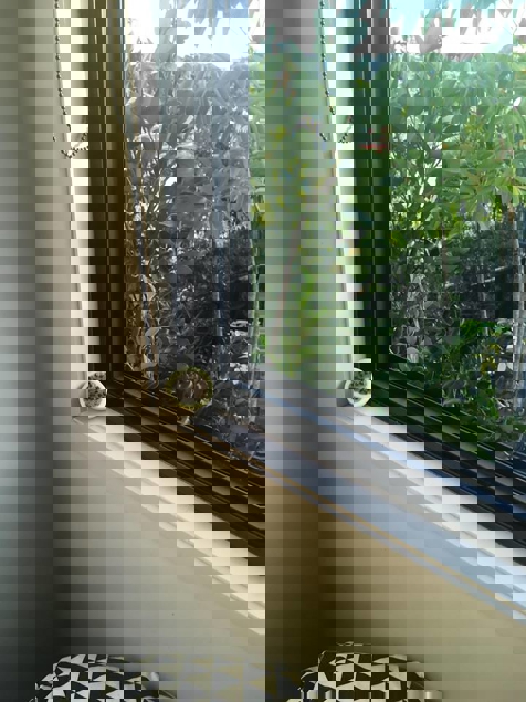 Sitting in window sills, definitely less flies inside