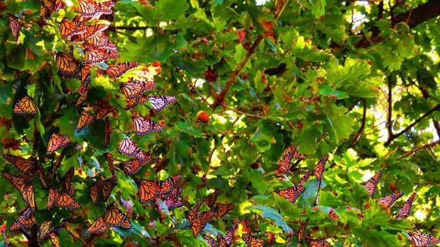 Monarch butterflies at the Timaru Botanic Gardens 2018