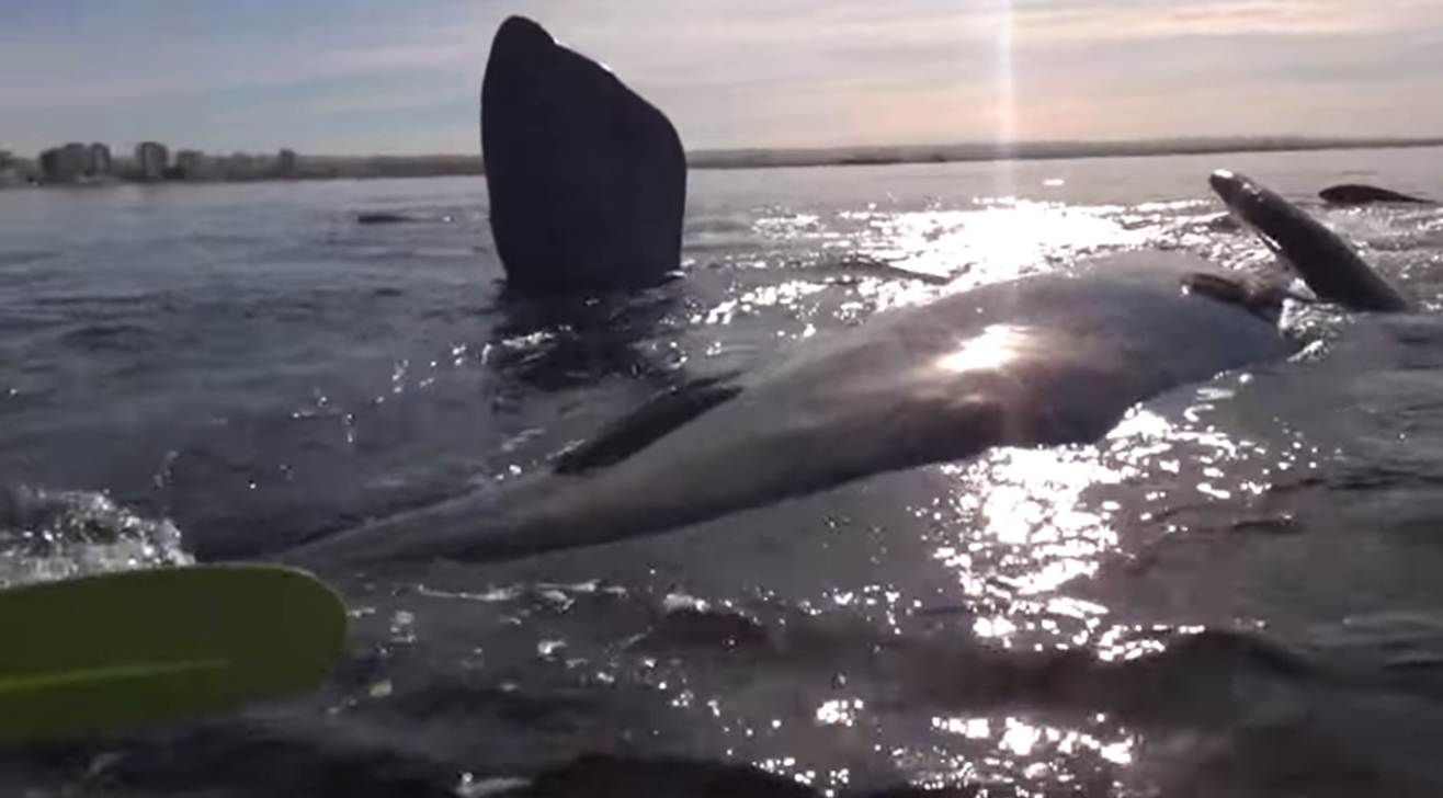 Whale lifts up kayakers!