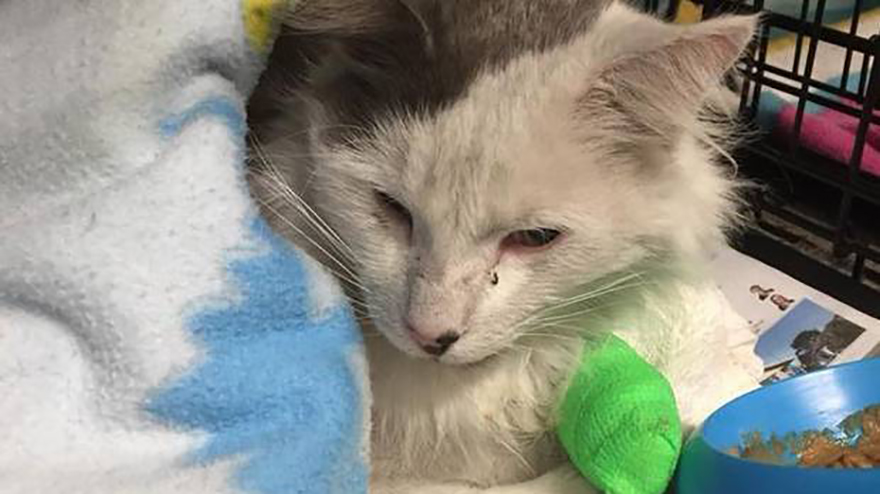 Kiwi cat survives 4.5 hour journey on car grille - but now he's lost his owners!
