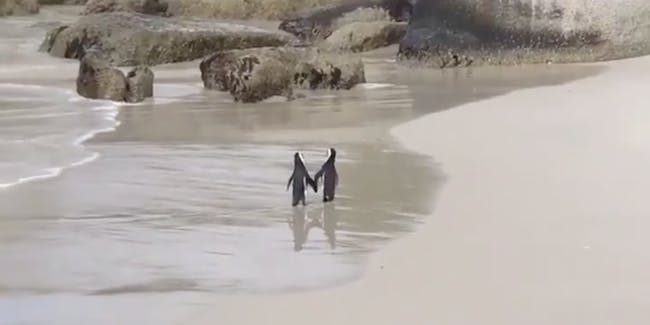 This adorable video of penguins holding hands as they take a romantic walk along the beach will melt your heart!