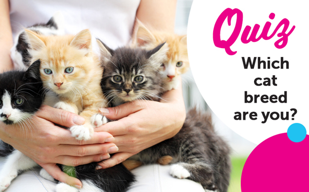 QUIZ: Which cat breed are you? QUIZ: Which cat breed are you?