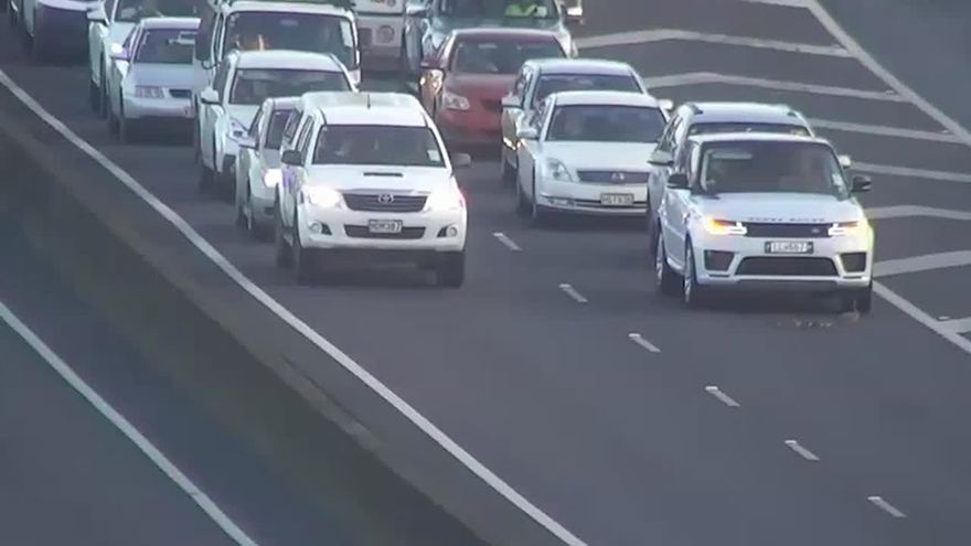 Auckland's Northern Motorway comes to a halt to allow family of ducks to cross the busy road