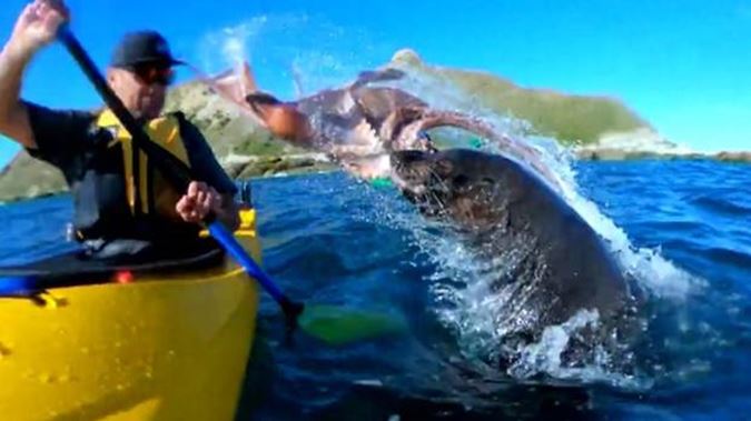 Watch the bizarre moment a seal hits a Kaikōura kayaker in the face with an octopus