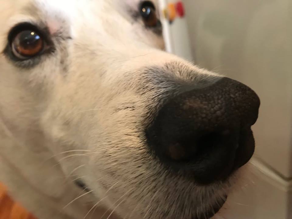 There's always Hogie