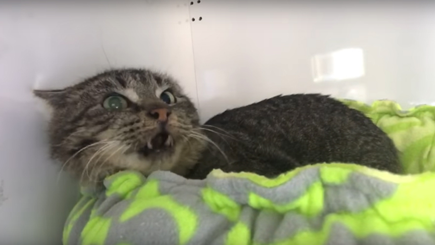 This video of a grumpy old feral cat meeting tiny kittens is the cutest thing you'll see all week!