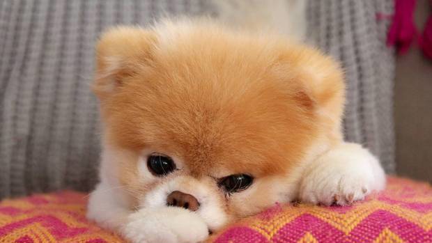 The world's cutest dog has died from 'broken heart